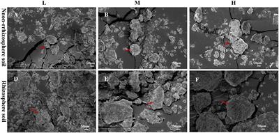 <mark class="highlighted">Leymus chinensis</mark> resists degraded soil stress by modulating root exudate components to attract beneficial microorganisms